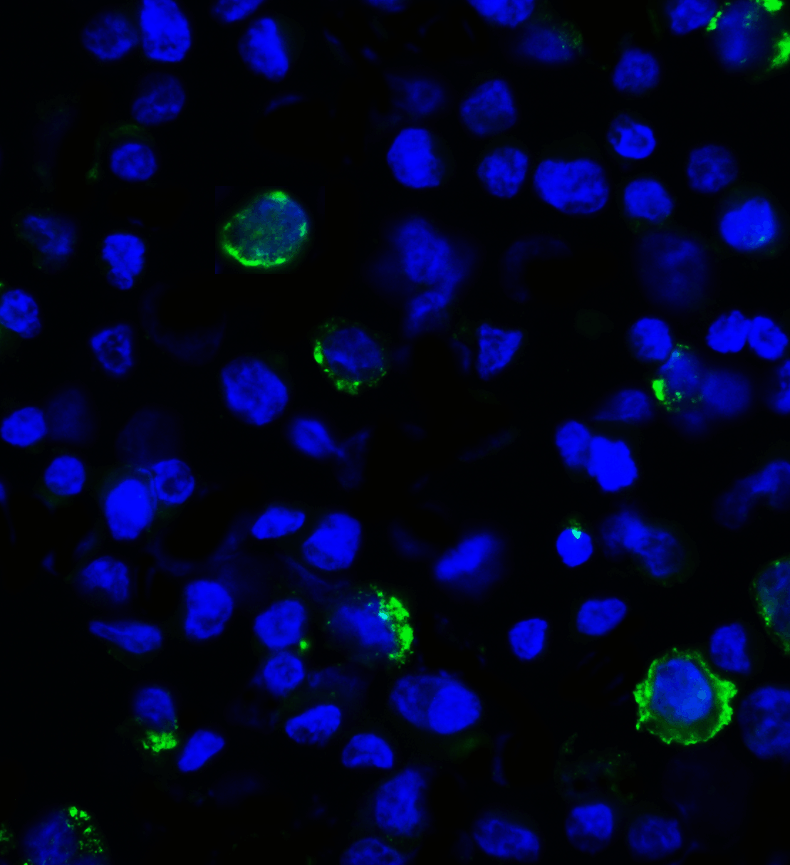 LAG3 Antibody [7A7]