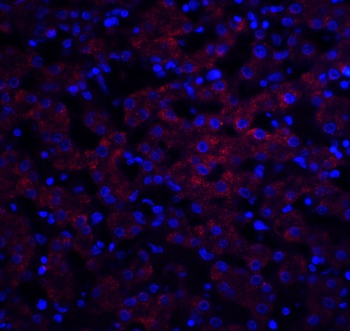 OCLN Antibody