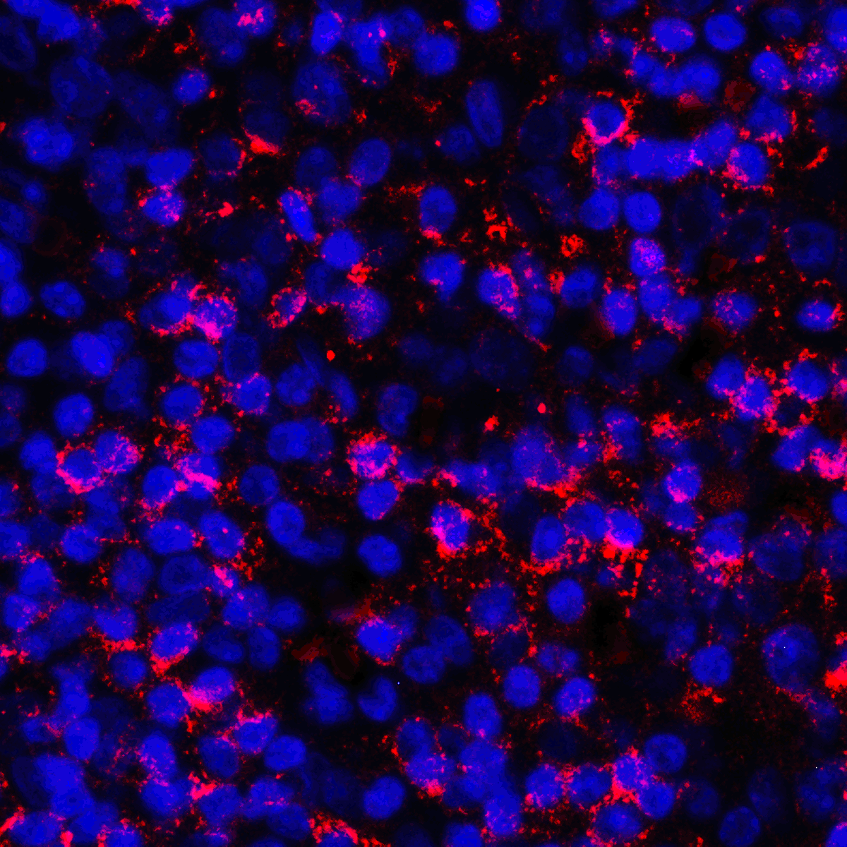 PDL1 Antibody [8E12]