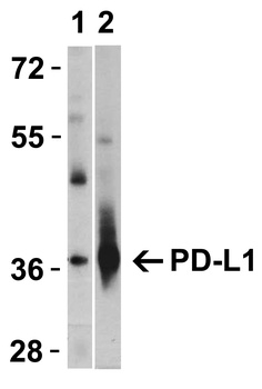 PD-L1 Antibody