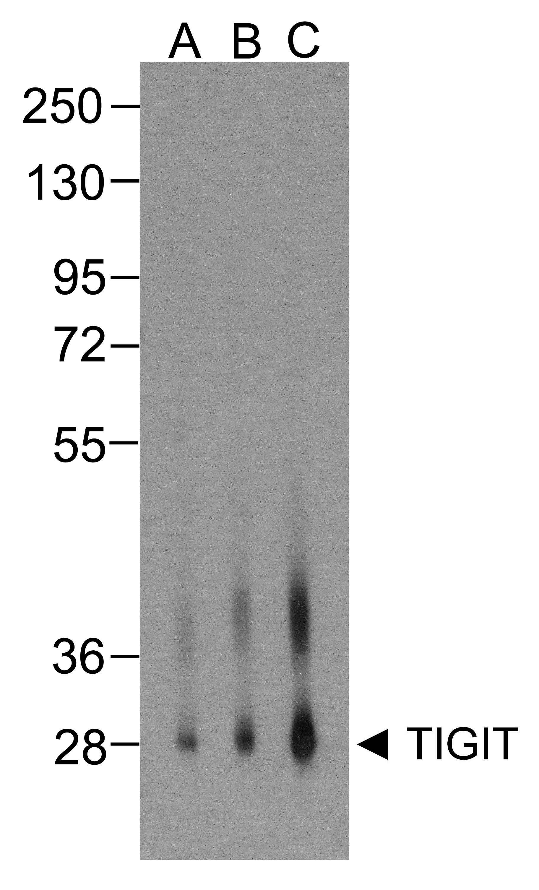 TIGIT Antibody [4A10]