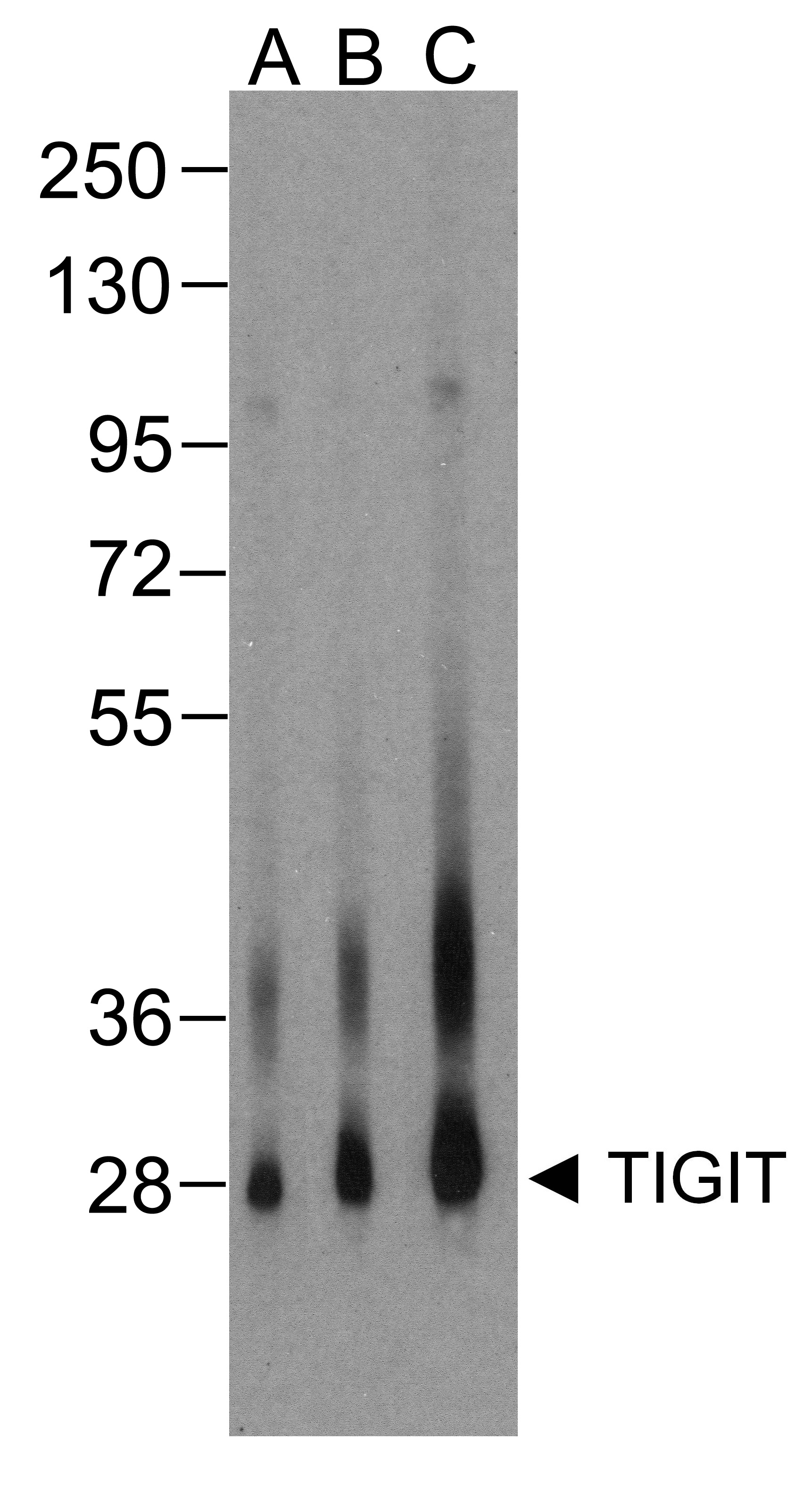 TIGIT Antibody [4A12]