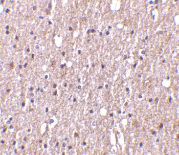 TWEAK Antibody