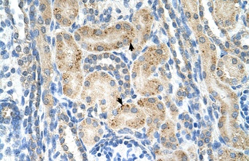 NRCAM Antibody