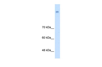 NRCAM Antibody