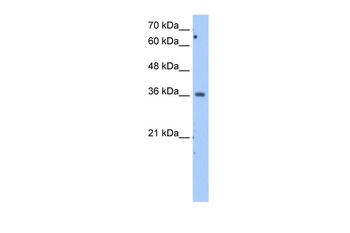MDH1 Antibody