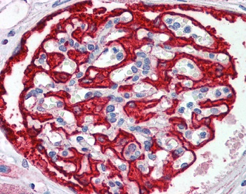 FBXW7 Antibody