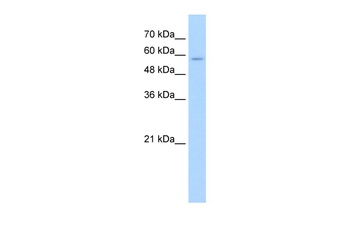 SLC22A16 Antibody