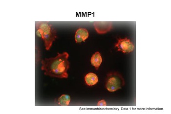 MMP1 Antibody
