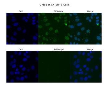 CPSF6 Antibody