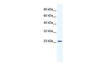 KCTD11 Antibody