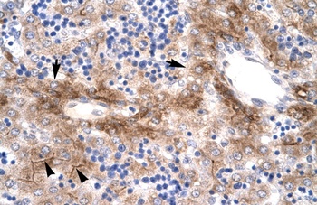 NR5A1 Antibody