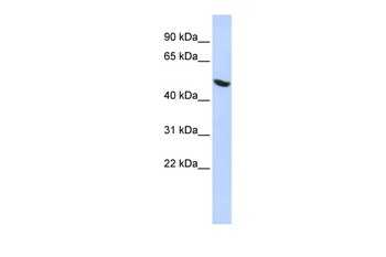 HNRPH1 Antibody