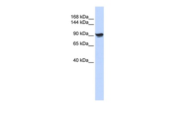 Actin alpha 1 Antibody