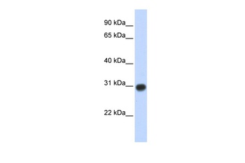 ZMYND19 Antibody