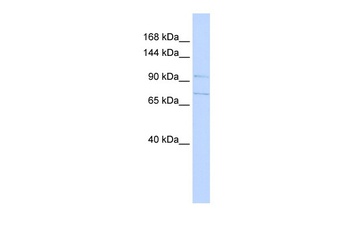 SLC8A3 Antibody