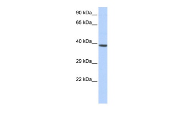 HOXA2 Antibody