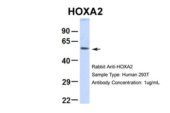 HOXA2 Antibody