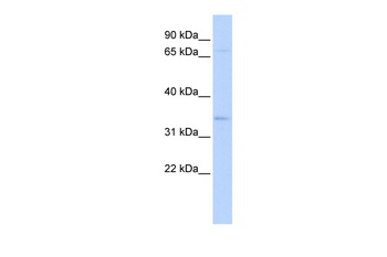 CHRFAM7A Antibody