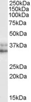 PDIp Antibody