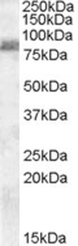 MRP5 Antibody