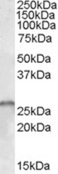 ATGL Antibody