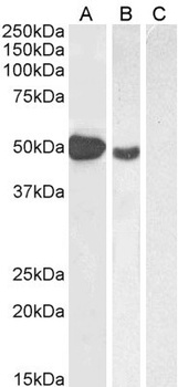 FOXP3 Antibody