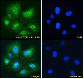 FOXP3 Antibody