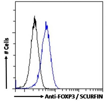 FOXP3 Antibody