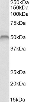 HOXA10 Antibody
