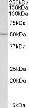 ANTXR2 / CMG2 Antibody