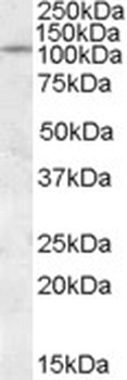 SPI1 Antibody