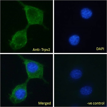 SPI1 Antibody