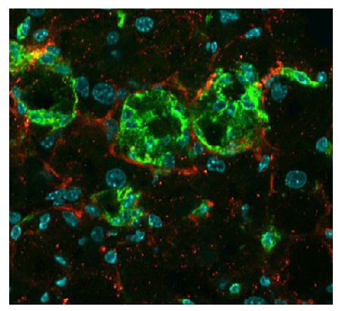 Type I Collagen Antibody
