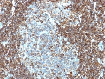 CD3e Antibody [PC3/188A]