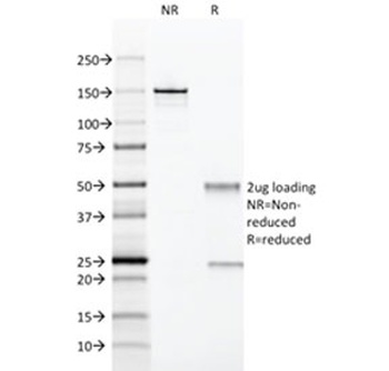 CD28 Antibody [204.12]
