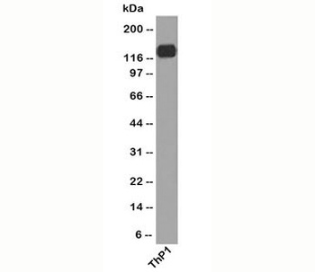 PECAM-1 Antibody [C31.7]