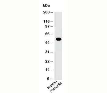 ODC-1 Antibody [ODC1/485]