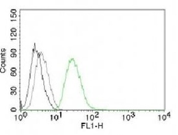 ODC-1 Antibody [ODC1/485]