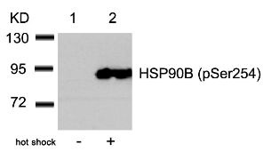 HSP90B (phospho Ser254) Antibody