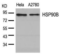 HSP90B (Ab 254) Antibody