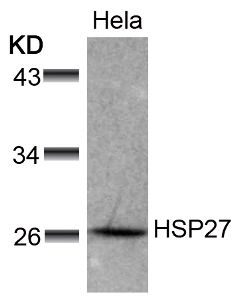 HSP27 (Ab 78) Antibody