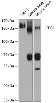 CD31 Antibody