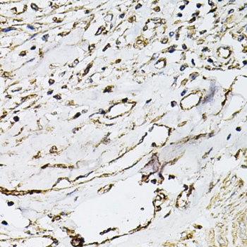 CD31 Antibody