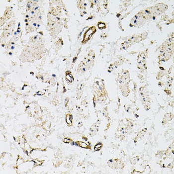 CD31 Antibody