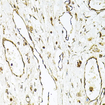 CD31 Antibody