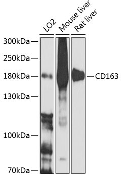 CD163 Antibody