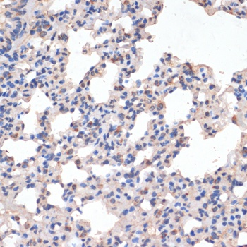 CD163 Antibody