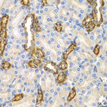 CNPY3 Antibody