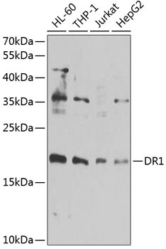 DR1 Antibody
